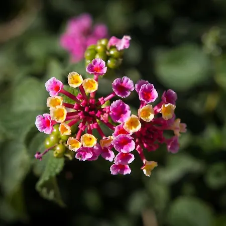 Jasna マリ・ロシニュ